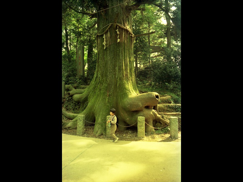Takosugi, l'albero polpo alto 37 metri con una circonferenza di 6 metri, vive sul monte Takao da più di 500 anni