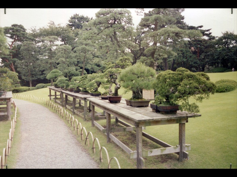 Esposizione di bonsai all'Happoen garden