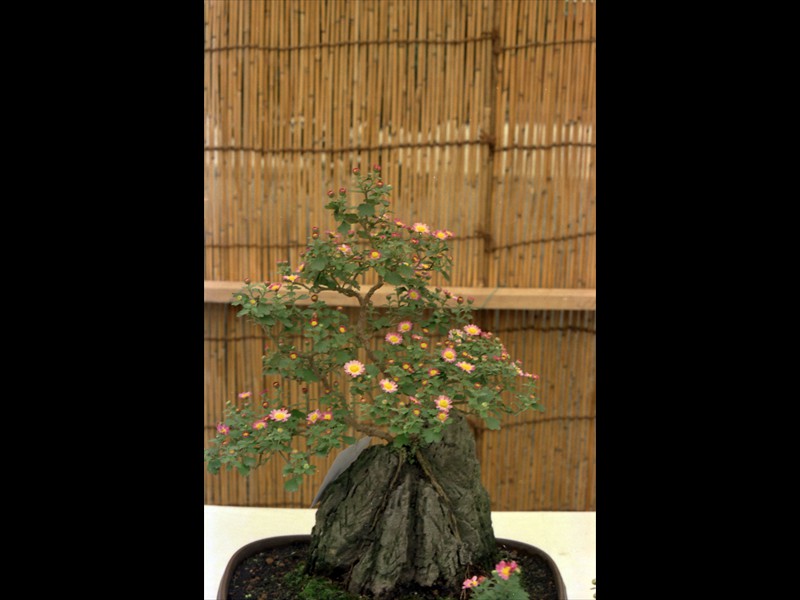 Esposizione bonsai al Yasukuni Jinja garden