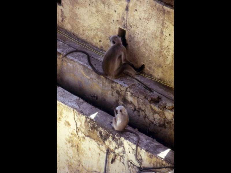 All'interno del forte bisogna fare attenzione alle numerose scimmie