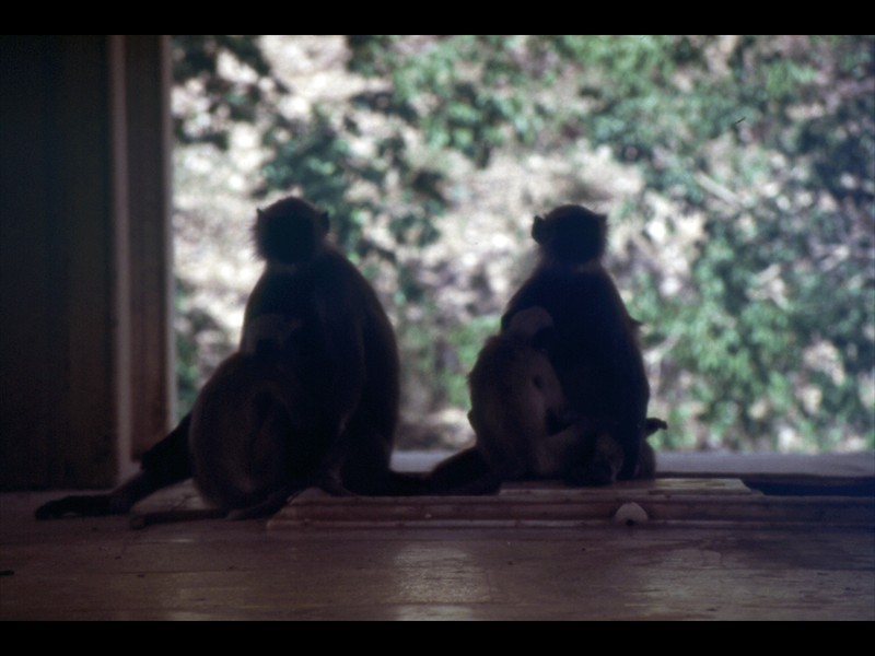 Le immancabili scimmie