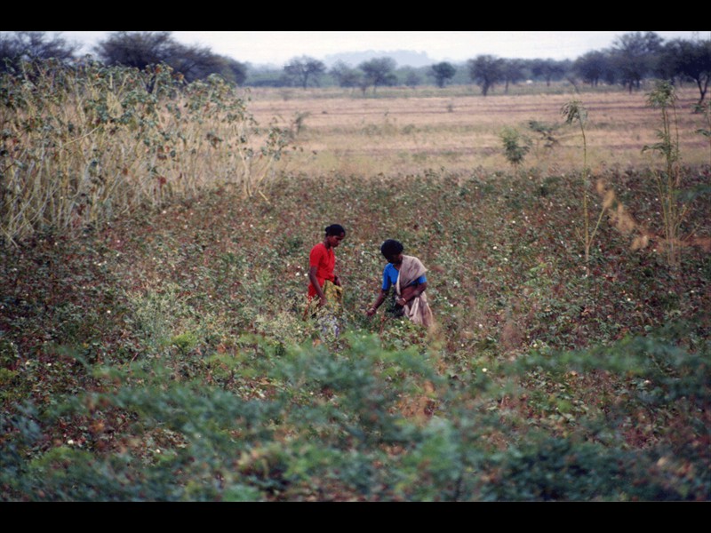 Tamil Nadu campi di cotone