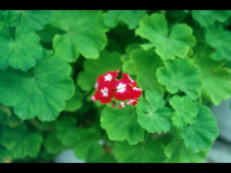 23-febbraio-97